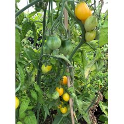 Tomat Piennolo giallo del Vesuvio (Peardrops)