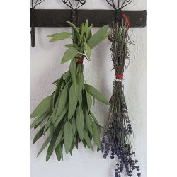 KRYDDSALVIA (Salvia officinale)