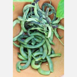 St�rb�na STORTINO DI TRENTO