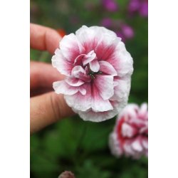 Vallmo Shirley multicolor 