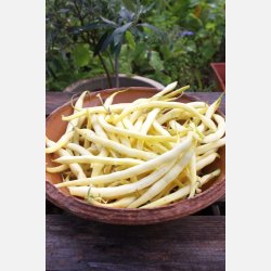 Vaxb�na DR. BECKER NR. 18 - Ekologiska fr�er