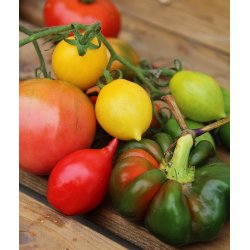 Tomat Piennolo giallo del Vesuvio (Peardrops)