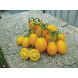 Tomat Piennolo giallo del Vesuvio (Peardrops)