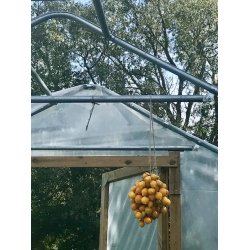 Tomat Piennolo giallo del Vesuvio (Peardrops)