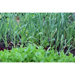Vitl�k fransk (Ail violet) Germidour - 2 hela l�kar