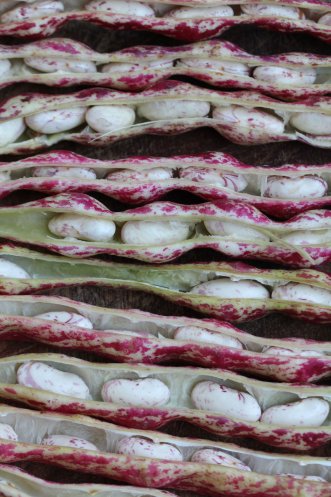 BALJVÄXTER - BÖNOR & ÄRTOR