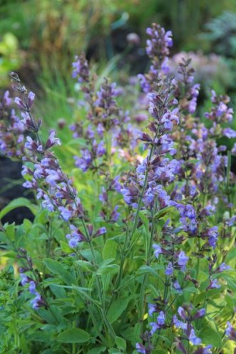 KRYDD- & MEDICINALVXTER