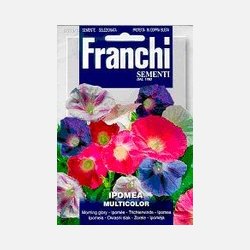 Ipomea - Blomman fr dagen - en mix av olika sorters vackra frger!