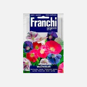 Ipomea - Blomman fr dagen - en mix av olika sorters vackra frger!