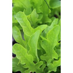 Sallat Barba dei Frati/ Radichetta/Cerbiatta