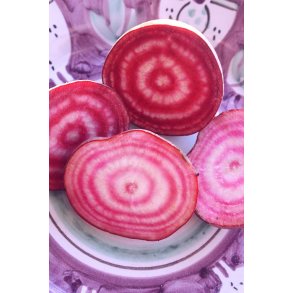 R�dbeta TONDA DI CHIOGGIA (Franchi)