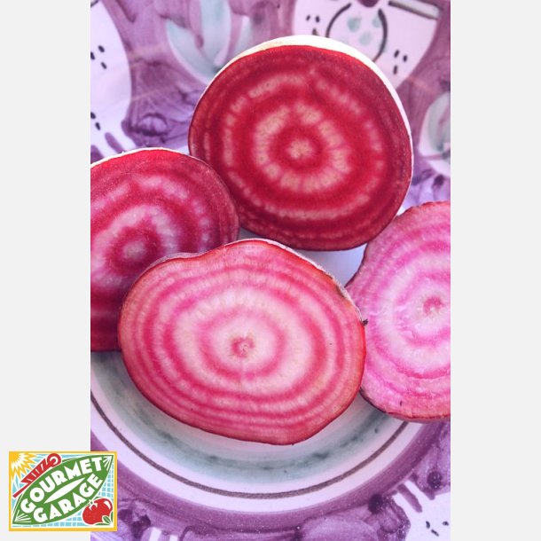 R�dbeta TONDA DI CHIOGGIA (Franchi)