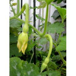 Zucchetta Tromba d'Albenga (Trombocino) - STORPACK