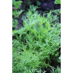 DILL (ANETO)