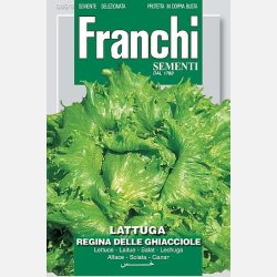 Sallat Regina delle Ghiacciole 