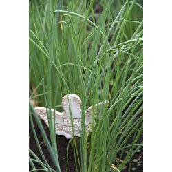 GRSLK (Erba Cipollina)