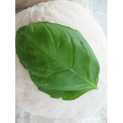 Basilika ITALIANO CLASSICO - ekologiska frer - STORPACK