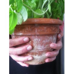 Basilika ITALIANO CLASSICO - ekologiska frer - STORPACK