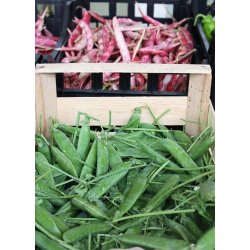 rta Piccolo Provenzale - STORPACK