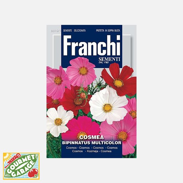Rosensk�ra COSMEA BIPINNATUS MULTICOLOR (Franchi)