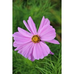 Rosensk�ra COSMEA BIPINNATUS MULTICOLOR (Franchi)