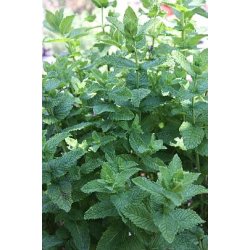 Pepparmynta (Menta piperita)