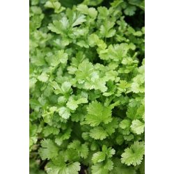 KORIANDER (Coriandolo)