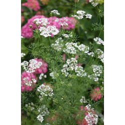 KORIANDER (Coriandolo)