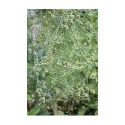 KORIANDER (Coriandolo)