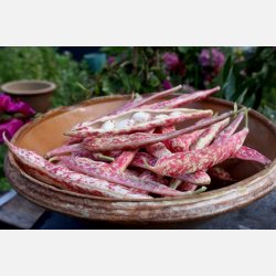 BORLOTTO DI VIGEVANO (Franchi) 