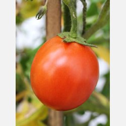 Tomat SAINT PIERRE